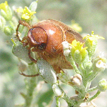 Hanneton européen: Rhizotrogus majalis